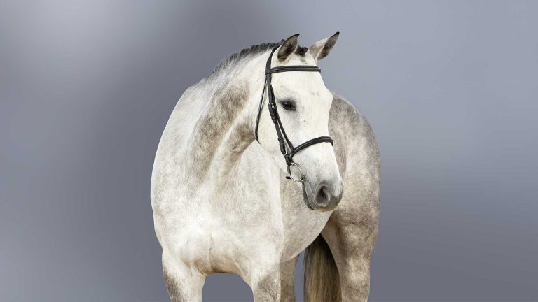 Casimiro-HEAD