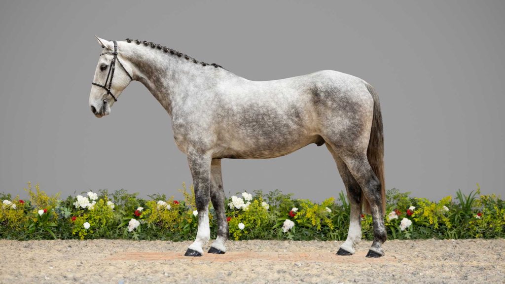 11-Qaza-CONFO