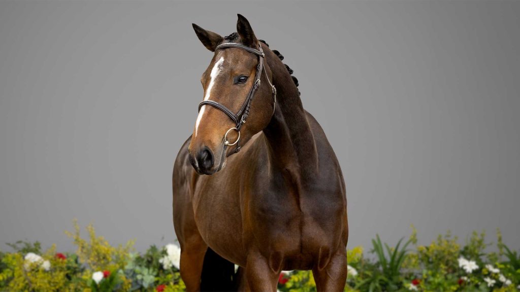 14-Hercules-HEAD