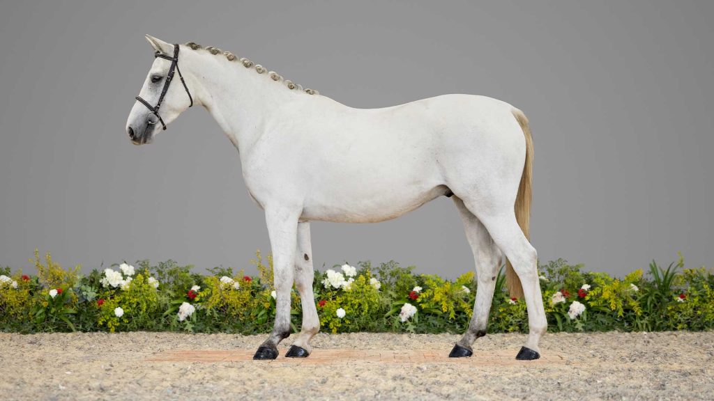 23-Creme-CONFO