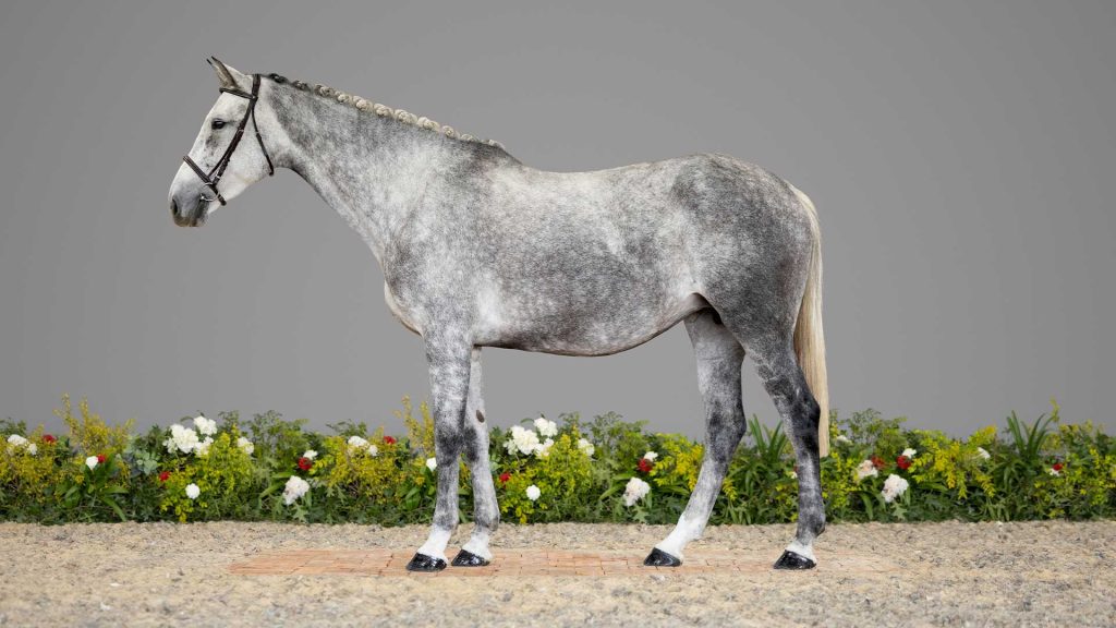34-Laurentina-CONFO