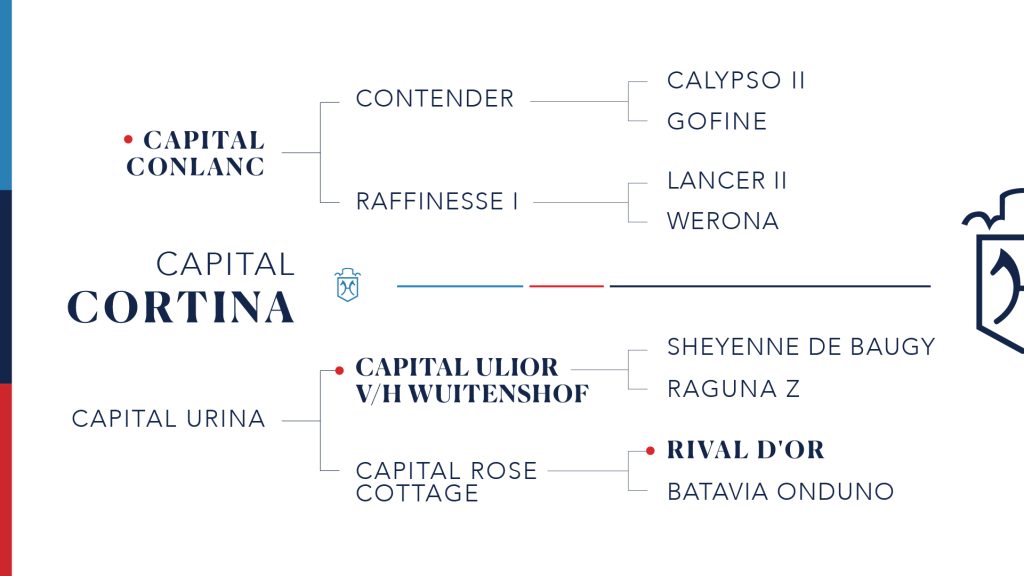 Cortina-100